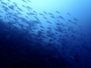 日本海竹野の海で見れるイサキの群れ。ボートダイビングで潜る沖の根のポイントは回遊魚が壁のように群れるシーンにたくさん出会えます。