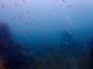 日本海でも兵庫県の海は寒流と暖流がぶつかり合い様々な生物が観察できます。ダイビングポイントも多数点在しており、年中飽きることがありません。