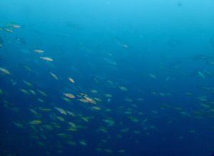 手前のイサキの奥にはヒラマサが！兵庫県の竹野の海を代表するダイビングポイント「ナナヒロ」で観察できる回遊魚！！